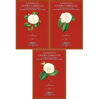 Iconographie du Genre Camellia - 1 - 3