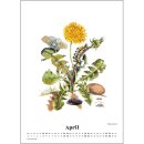 Wandkalender 2024 - Der Raupen wunderbare Verwandelung