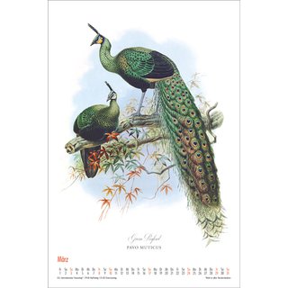 Wandkalender 2024 - Vögel - Birds - Oiseaux