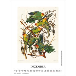 Wandkalender 2024 - Paradiesvögel